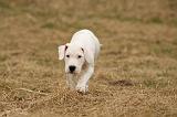 DOGUE ARGENTIN 158